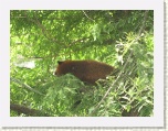 Red Panda at Central Park Zoo New York * 2592 x 1944 * (2.22MB)